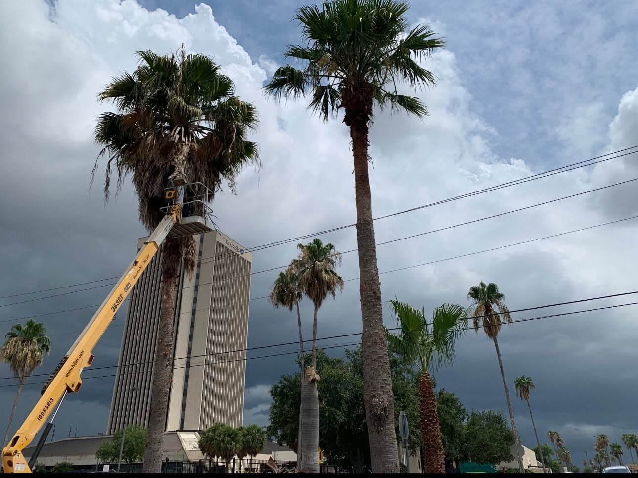 Mature tree installation